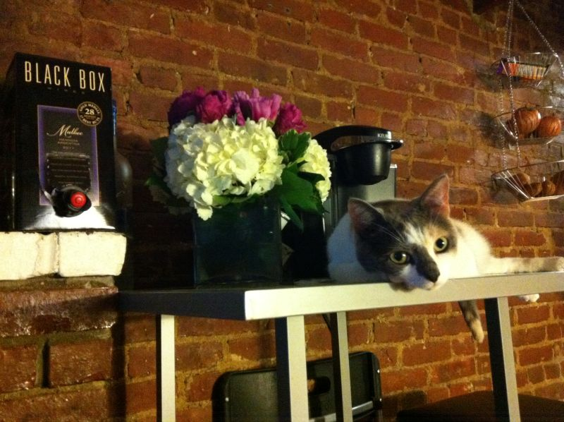 Scarlett’s kitty is bringing you all the treats.